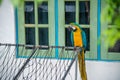 Blue-and-yellow macaw sitting in the yard of the house in the village at Maldives. Ara parrot