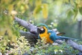 Blue-and-Yellow Macaw Parrot in Naturalistic Surroundings