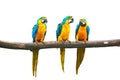 Blue-and-Yellow Macaw talking