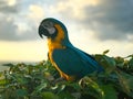 Blue and gold macaw bird sitting on a tree branch.