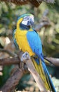 A blue and yellow Macaw Royalty Free Stock Photo