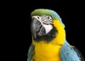 Parrot blue-yellow macaw. Royalty Free Stock Photo