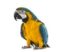 Blue-and-yellow Macaw in white background