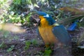 A blue-and-yellow macaw in a wildlife park Royalty Free Stock Photo