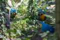 A blue-and-yellow macaw in a wildlife park Royalty Free Stock Photo