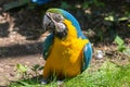 A blue-and-yellow macaw in a wildlife park Royalty Free Stock Photo