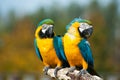 Blue and yellow macaws (Ara ararauna)