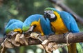 Blue-and-yellow macaws at a bird sanctuary in Brazil. Royalty Free Stock Photo