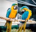 Blue-and-yellow macaws Royalty Free Stock Photo