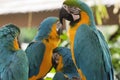 Blue and Yellow Macaws