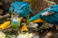 Blue and yellow macaws in a large enclosure on perches peck food from the ground.