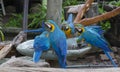 Blue-and-yellow macaws perching at wood branch Royalty Free Stock Photo