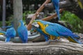 Blue-and-yellow macaws perching at wood branch Royalty Free Stock Photo