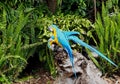 Macaw Or Psittacidae Species Royalty Free Stock Photo