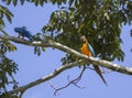 Blue and yellow macaws Royalty Free Stock Photo
