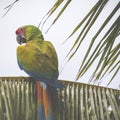 A blue and yellow mackaw parrot Royalty Free Stock Photo