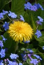 Blue and yellow: myosotis and dandelion