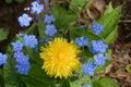 Blue and yellow: myosotis and dandelion