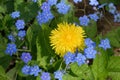 Blue and yellow: myosotis and dandelion