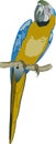 Blue and yellow parrot
