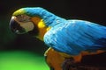 Blue and yellow parrot