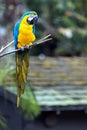 Blue and Yellow Parrot