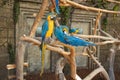 A blue yellow parrot bird in a jungle on an old tree against a background of a stone wall. Royalty Free Stock Photo