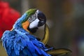 Blue Yellow Parrot Biting Feather