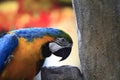 Blue Yellow Parrot Bowing Royalty Free Stock Photo