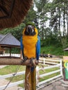Blue and yellow parrot in cage. Beautiful blue and yellow Macaw sitting on cage. Royalty Free Stock Photo