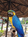 Blue and yellow parrot in cage. Beautiful blue and yellow Macaw sitting on cage. Royalty Free Stock Photo