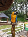 Blue and yellow parrot in cage. Beautiful blue and yellow Macaw sitting on cage. Royalty Free Stock Photo