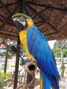 Blue and yellow parrot in cage. Beautiful blue and yellow Macaw sitting on cage. Royalty Free Stock Photo