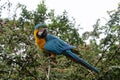 Blue Yellow parrot in Ecuador Royalty Free Stock Photo