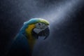Blue yellow parrot macaw Royalty Free Stock Photo
