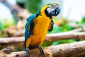 Blue yellow parrot macaw sitting on branch Royalty Free Stock Photo