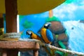 Blue yellow parrot macaw sitting on branch Royalty Free Stock Photo