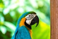 Blue yellow parrot macaw sitting on branch Royalty Free Stock Photo