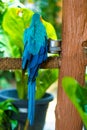 Blue yellow parrot macaw sitting on branch Royalty Free Stock Photo