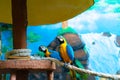 Blue yellow parrot macaw sitting on branch Royalty Free Stock Photo