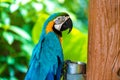 Blue yellow parrot macaw sitting on branch Royalty Free Stock Photo