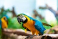 Blue yellow parrot macaw sitting on branch Royalty Free Stock Photo