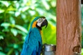 Blue yellow parrot macaw sitting on branch Royalty Free Stock Photo
