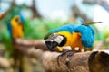 Blue yellow parrot macaw sitting on branch Royalty Free Stock Photo