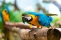 Blue yellow parrot macaw sitting on branch Royalty Free Stock Photo