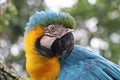 Blue yellow parrot in the rainforest of Ecuador Royalty Free Stock Photo