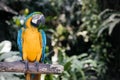 Blue yellow parrot sitting on wooden stick Royalty Free Stock Photo