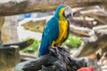 Blue and yellow parrot on the tree Royalty Free Stock Photo