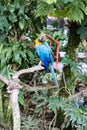 Blue and yellow parrots in Yogyakarta fauna tourist attractions