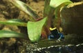 Blue and Yellow Poison Dart Frog
